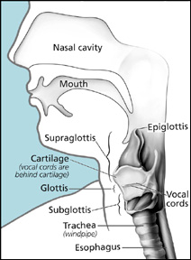 Illustration shows the main parts  of the larynx (supraglottis, glottis,  subglottis, Adam's apple) and trachea