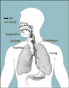 Diagram of larynx, esophagus, epiglottis,  trachea, lung, and stomach.  Schematic  showing the epiglottis and vocal cords  open and closed