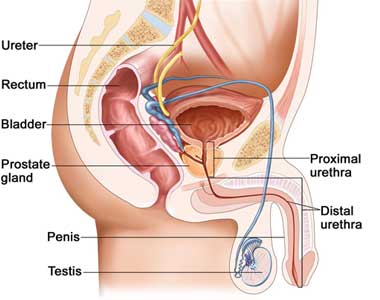 Testicular Cancer Treatment In India