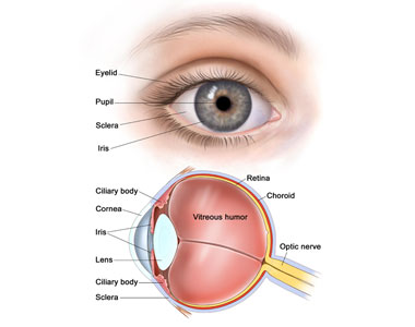 Intraocular Melanoma Treatment In India